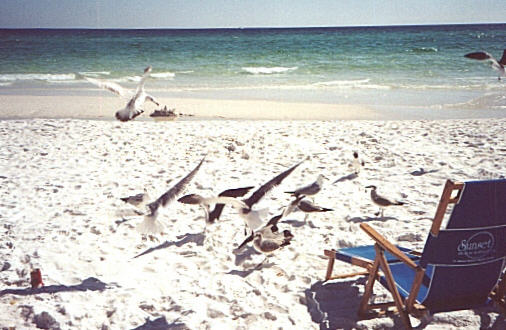 birds.jpg