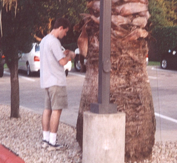 stevietree2.jpg